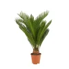 BLOOMIQUE - Cycas revoluta - palmier de la paix - fougère cycas - plantes d'intérieur - très facile d'entretien - 40-50 cm de haut - pot 15 cm