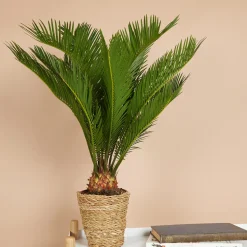 BLOOMIQUE - Cycas revoluta - palmier de la paix - fougère cycas - plantes d'intérieur - très facile d'entretien - 40-50 cm de haut - pot 15 cm
