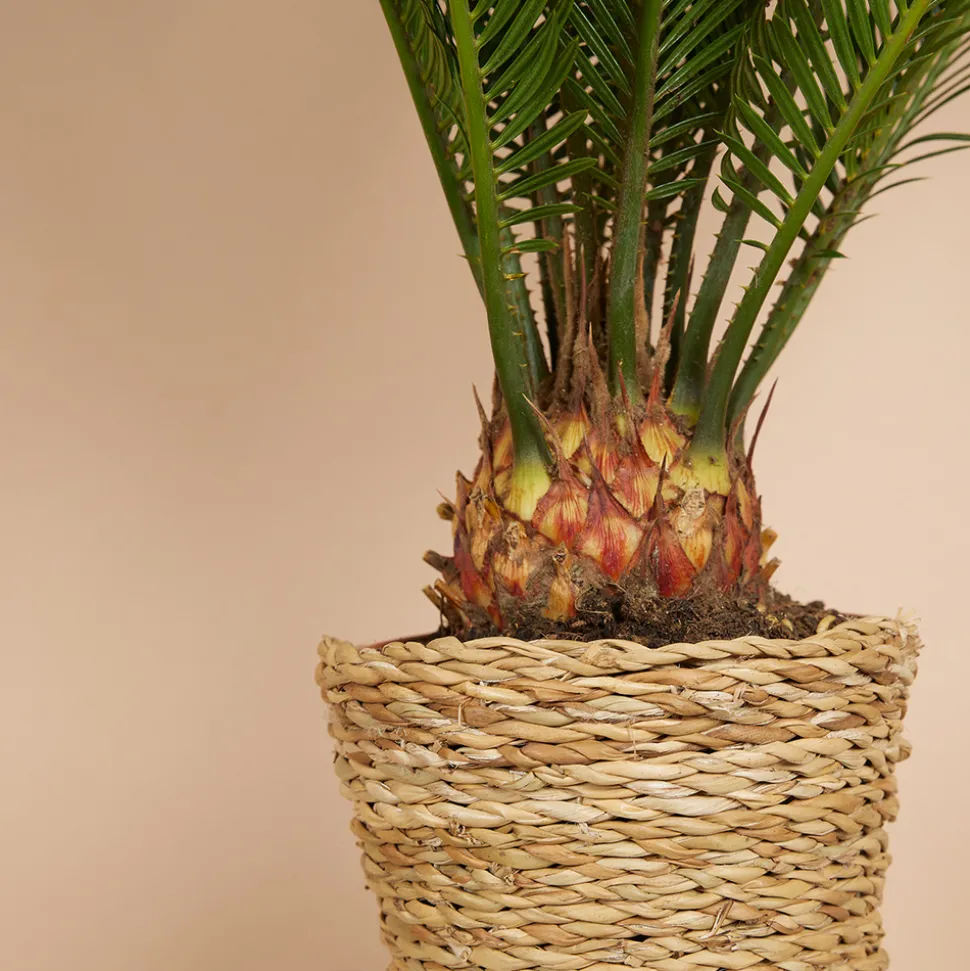 BLOOMIQUE - Cycas revoluta - palmier de la paix - fougère cycas - plantes d'intérieur - très facile d'entretien - 40-50 cm de haut - pot 15 cm