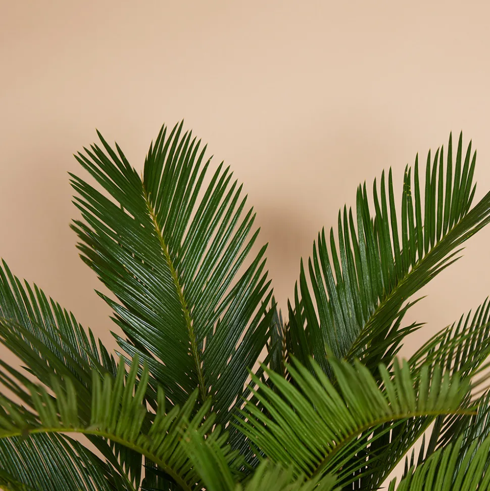 BLOOMIQUE - Cycas revoluta - palmier de la paix - fougère cycas - plantes d'intérieur - très facile d'entretien - 40-50 cm de haut - pot 15 cm