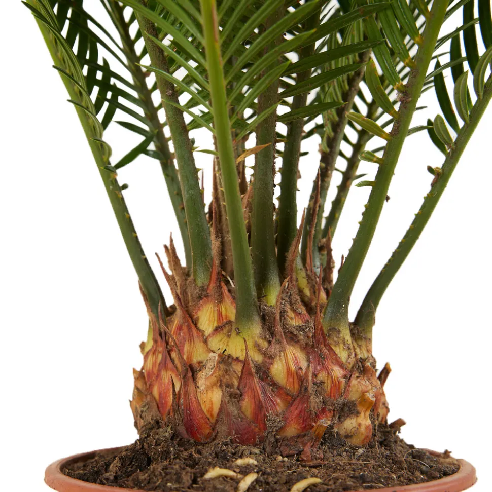 BLOOMIQUE - Cycas revoluta - palmier de la paix - fougère cycas - plantes d'intérieur - très facile d'entretien - 40-50 cm de haut - pot 15 cm
