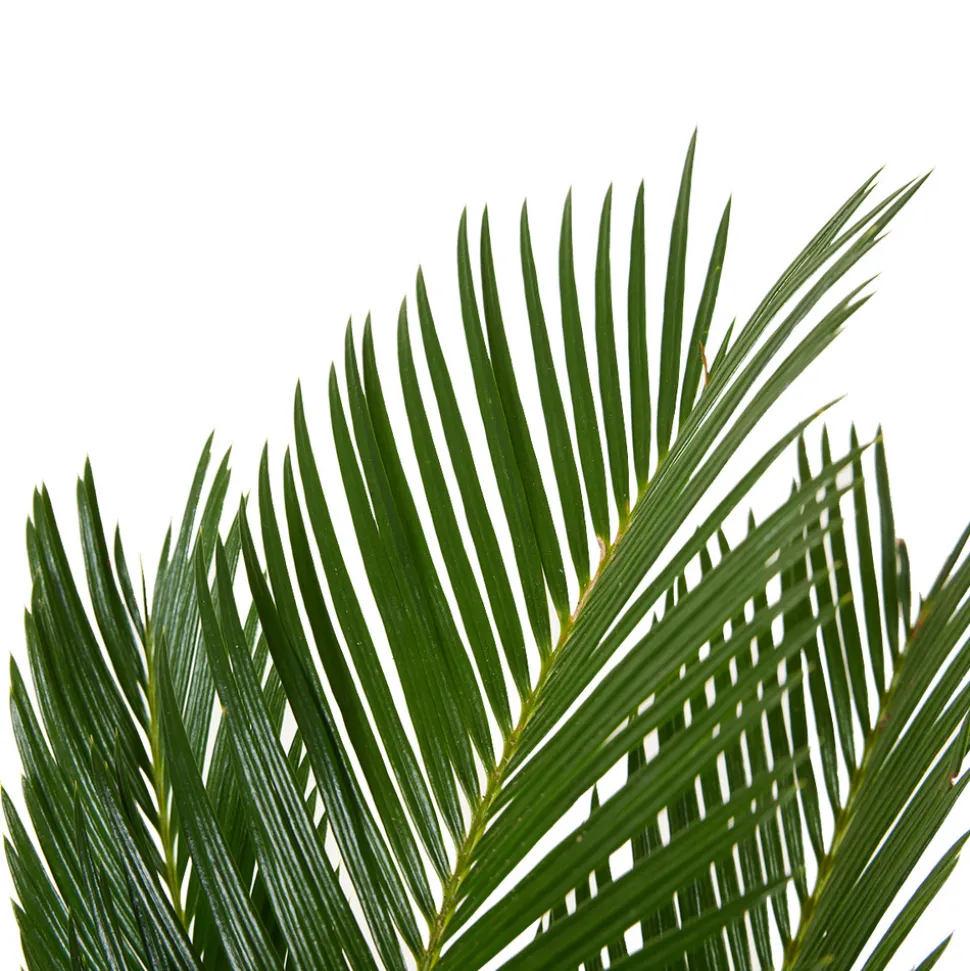BLOOMIQUE - Cycas revoluta - palmier de la paix - fougère cycas - plantes d'intérieur - très facile d'entretien - 40-50 cm de haut - pot 15 cm