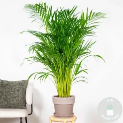 BLOOMIQUE - Dypsis lutescens - palmier areca - plantes d’intérieur - hauteur 100-110 cm - pot 21 cm