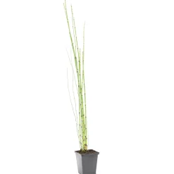 BLOOMIQUE - Equisetum japonicum - prêle du japon - plantes de bassin - hauteur 20-30 cm - pot 9 cm