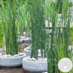 BLOOMIQUE - Equisetum japonicum - prêle du japon - plantes de bassin - hauteur 20-30 cm - pot 9 cm
