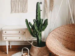 BLOOMIQUE - Euphorbia acrurensis - euphorbe - cactus cowboy - plante cactus - hauteur 60-70 cm - pot 17 cm