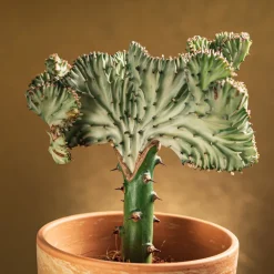 BLOOMIQUE - Euphorbia lactea cristata - cactus - plante d'intérieur - dépolluante - 20-30 cm de haut - pot 11 cm