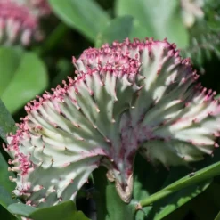 BLOOMIQUE - Euphorbia lactea cristata - cactus - plante d'intérieur - dépolluante - 20-30 cm de haut - pot 11 cm