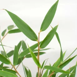 BLOOMIQUE - Fargesia rufa - bambou - non traçant - rustique - persistant - hauteur 40-60 cm - pot 17 cm