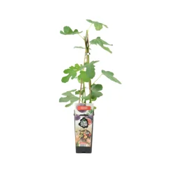 BLOOMIQUE - Ficus carica 'brown turkey' - figuier - arbres fruitiers - ⌀14 cm - hauteur 60-70cm