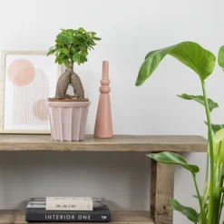 BLOOMIQUE - Ficus ginseng - bonsaï - plantes d’intérieur - dépolluante - 25-35 cm de haut - pot 15 cm