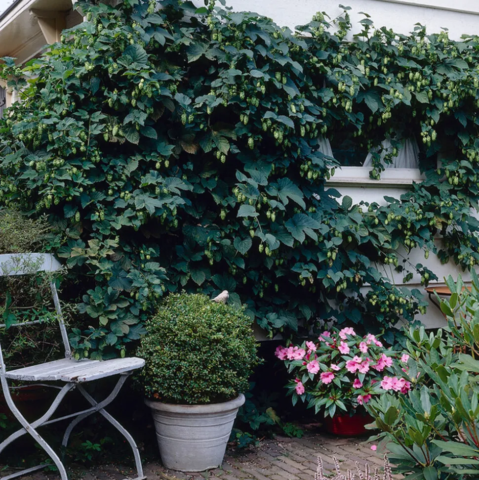 BLOOMIQUE - Humulus lupulus - plante de houblon - pot 15 cm - 70-80 cm de haut