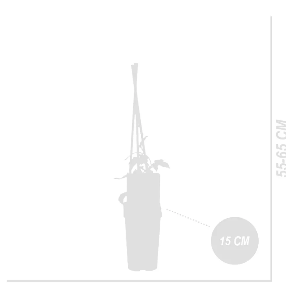 BLOOMIQUE - Humulus lupulus - plante de houblon - pot 15 cm - 70-80 cm de haut