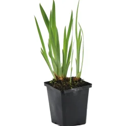 BLOOMIQUE - Iris kaempferi - iris du japon - violet - plantes de bassin - hauteur 20-30 cm - pot 9 cm