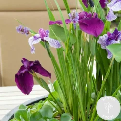 BLOOMIQUE - Iris kaempferi - iris du japon - violet - plantes de bassin - hauteur 20-30 cm - pot 9 cm