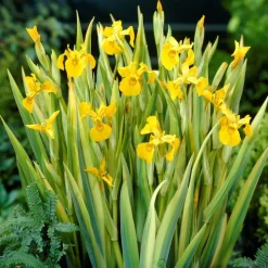 BLOOMIQUE - Iris pseudacorus - iris jaune - plantes de bassin - plantes aquatiques - hauteur 20-30 cm - pot 9 cm