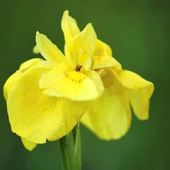 BLOOMIQUE - Iris pseudacorus - iris jaune - plantes de bassin - plantes aquatiques - hauteur 20-30 cm - pot 9 cm