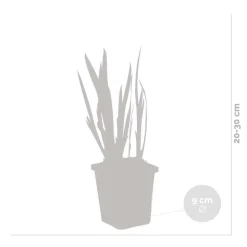 BLOOMIQUE - Iris pseudacorus - iris jaune - plantes de bassin - plantes aquatiques - hauteur 20-30 cm - pot 9 cm