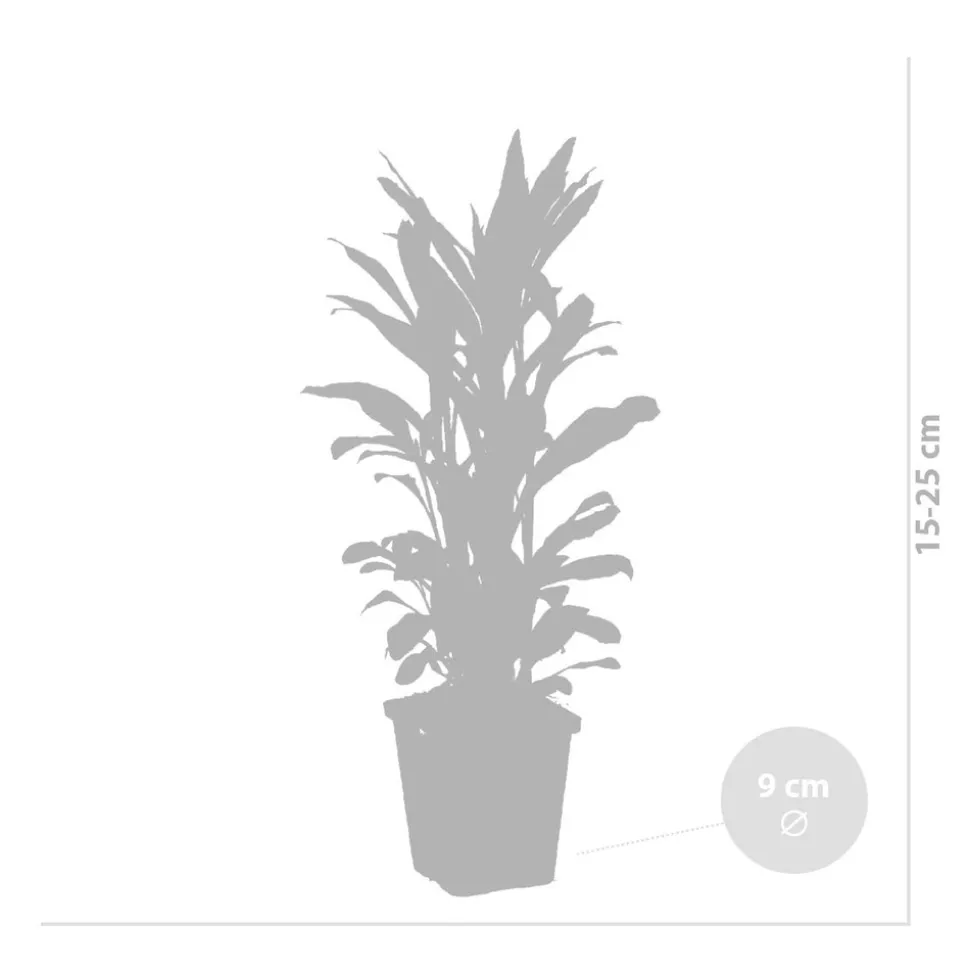 BLOOMIQUE - Lobelia queen victoria - lobélie écarlate - rouge - plantes de bassin - hauteur 20-30 cm - pot 9 cm