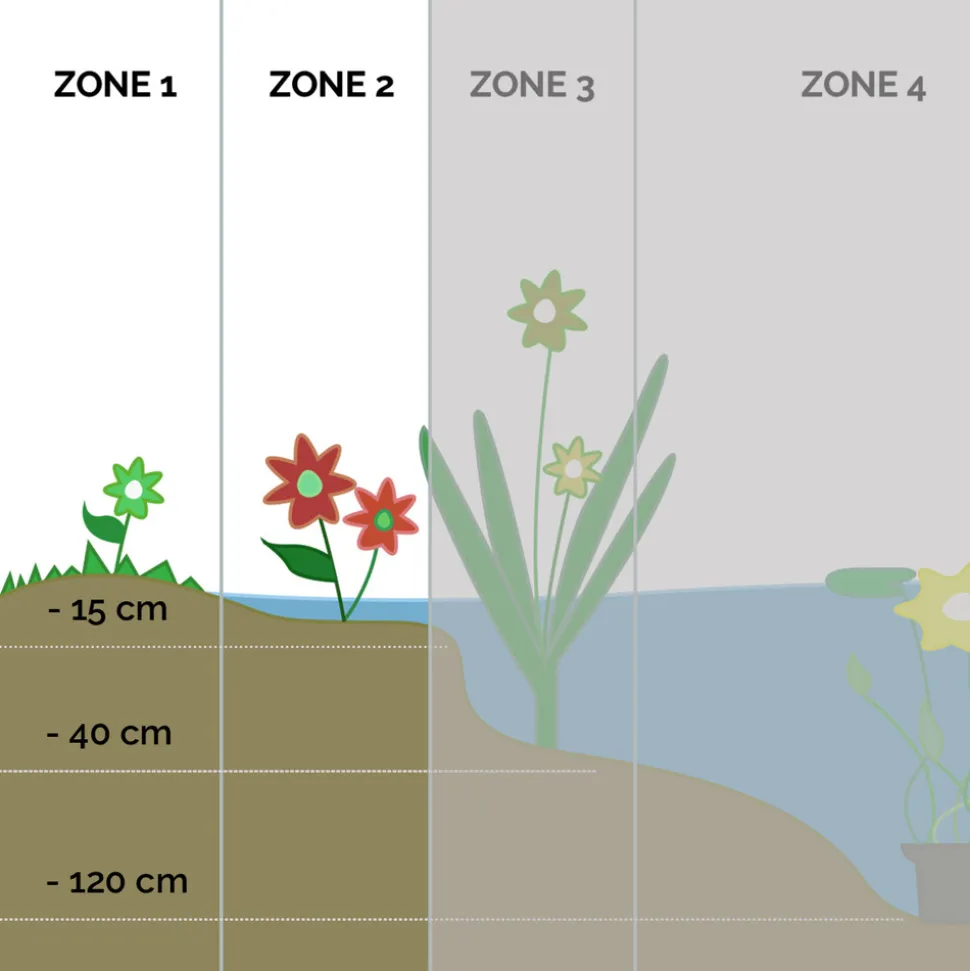 BLOOMIQUE - Lobelia queen victoria - lobélie écarlate - rouge - plantes de bassin - hauteur 20-30 cm - pot 9 cm