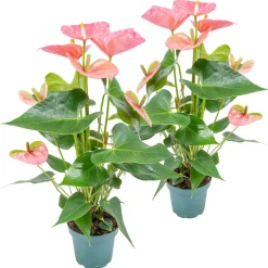 BLOOMIQUE - Lot de 2 - anthurium - plante flamant rose - rose - 30-40 cm de haut - pot 12 cm