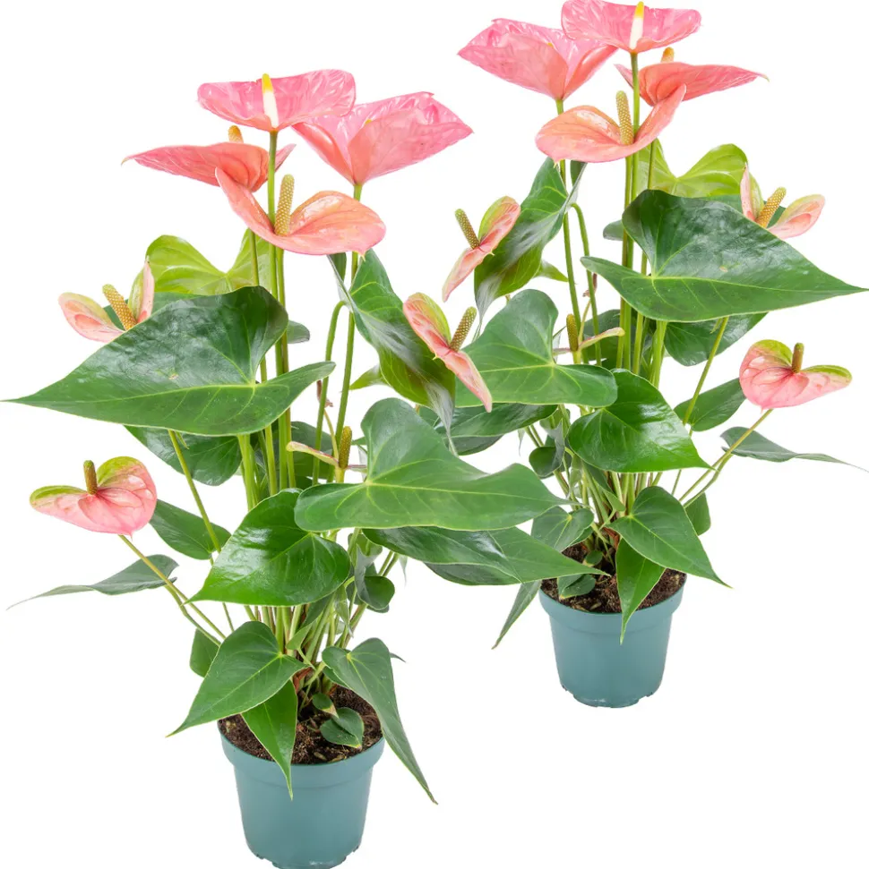 BLOOMIQUE - Lot de 2 - anthurium - plante flamant rose - rose - 30-40 cm de haut - pot 12 cm