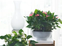 BLOOMIQUE - Lot de 2 - anthurium - plante flamant rose - rose - 30-40 cm de haut - pot 12 cm