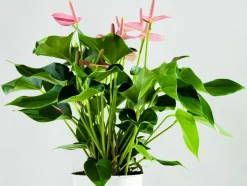 BLOOMIQUE - Lot de 2 - anthurium - plante flamant rose - rose - 30-40 cm de haut - pot 12 cm