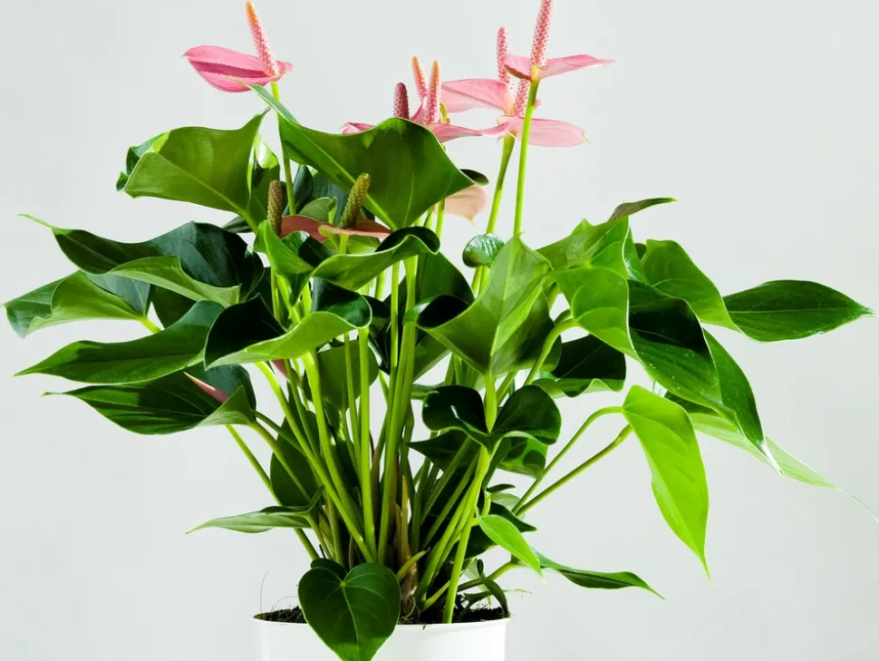 BLOOMIQUE - Lot de 2 - anthurium - plante flamant rose - rose - 30-40 cm de haut - pot 12 cm