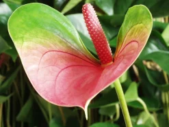 BLOOMIQUE - Lot de 2 - anthurium - plante flamant rose - rose - 30-40 cm de haut - pot 12 cm