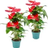 BLOOMIQUE - Lot de 2 - anthurium - plante flamant rose - rouge - 30-40 cm de haut - pot 12 cm
