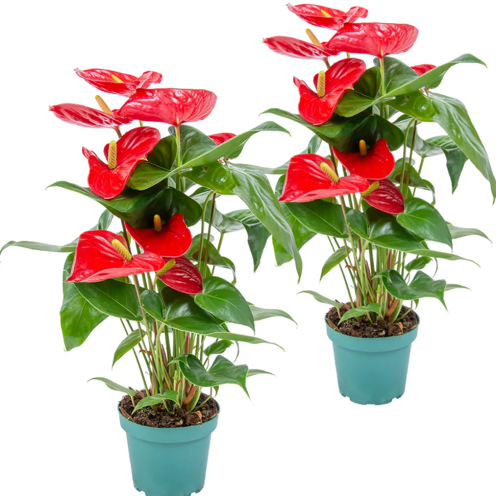 BLOOMIQUE - Lot de 2 - anthurium - plante flamant rose - rouge - 30-40 cm de haut - pot 12 cm