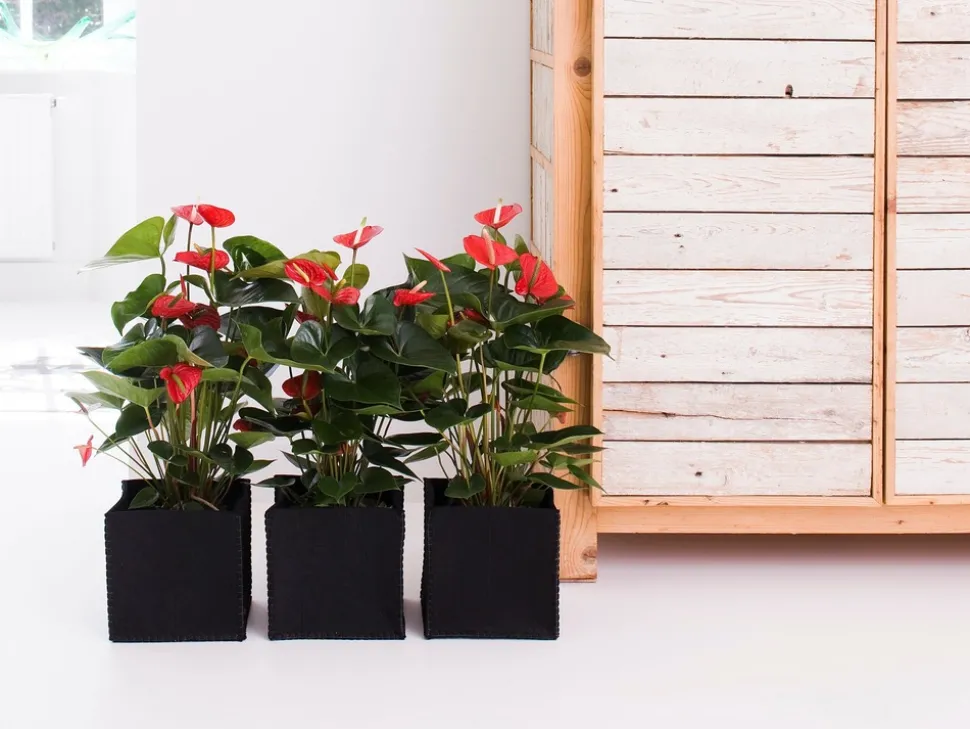 BLOOMIQUE - Lot de 2 - anthurium - plante flamant rose - rouge - 30-40 cm de haut - pot 12 cm