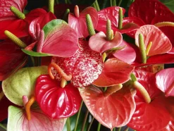 BLOOMIQUE - Lot de 2 - anthurium - plante flamant rose - rouge - 30-40 cm de haut - pot 12 cm