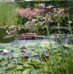 BLOOMIQUE - Lot de 6 - butomus umbellatus - butome en ombelle - plantes de bassin - 10-20 cm de haut - pot 9 cm