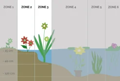 BLOOMIQUE - Lot de 6 - butomus umbellatus - butome en ombelle - plantes de bassin - 10-20 cm de haut - pot 9 cm