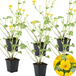 BLOOMIQUE - Lot de 6 - caltha palustris - populage des marais - plantes de bassin - hauteur 15-25 cm - pot 9 cm