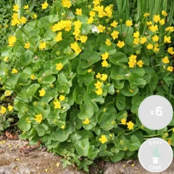 BLOOMIQUE - Lot de 6 - caltha palustris - populage des marais - plantes de bassin - hauteur 15-25 cm - pot 9 cm