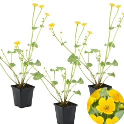 BLOOMIQUE - Lot de 3 - caltha palustris - populage des marais - plantes de bassin - hauteur 15-25 cm - pot 9 cm