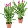 BLOOMIQUE - Lot de 2 - curcuma siam - tulipe de siam - plante d’intérieur - 40-50 cm de haut - pot 14 cm