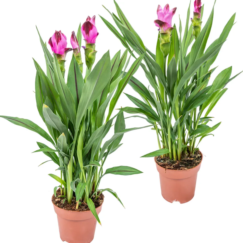 BLOOMIQUE - Lot de 2 - curcuma siam - tulipe de siam - plante d’intérieur - 40-50 cm de haut - pot 14 cm