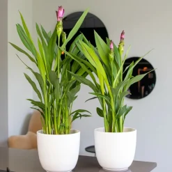 BLOOMIQUE - Lot de 2 - curcuma siam - tulipe de siam - plante d’intérieur - 40-50 cm de haut - pot 14 cm