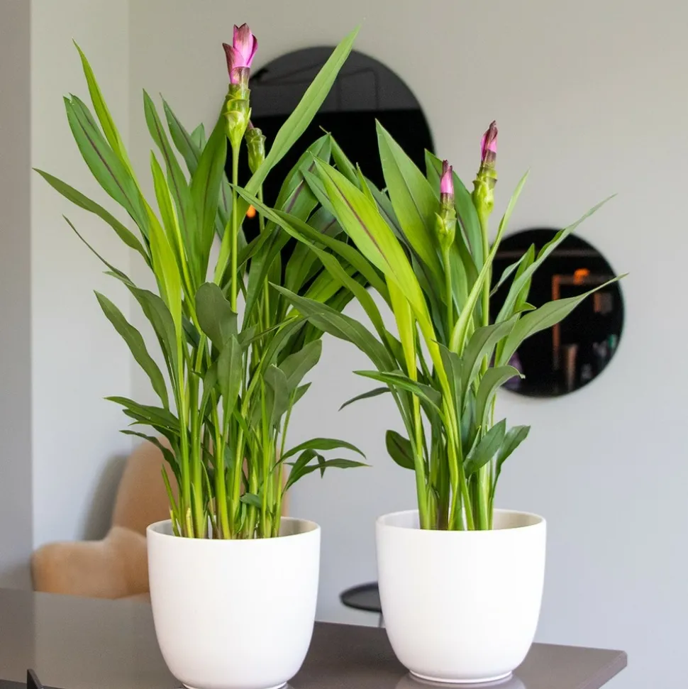 BLOOMIQUE - Lot de 2 - curcuma siam - tulipe de siam - plante d’intérieur - 40-50 cm de haut - pot 14 cm