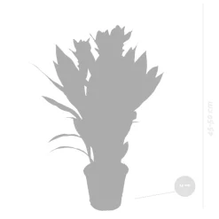 BLOOMIQUE - Lot de 2 - curcuma siam - tulipe de siam - plante d’intérieur - 40-50 cm de haut - pot 14 cm