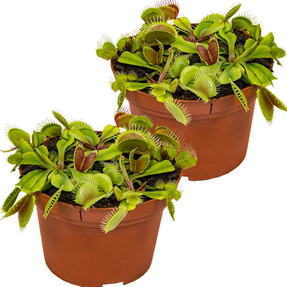 BLOOMIQUE - Lot de 2 - dionaea muscipula - dionée attrape-mouche - 10-15 cm de haut - pot 12 cm