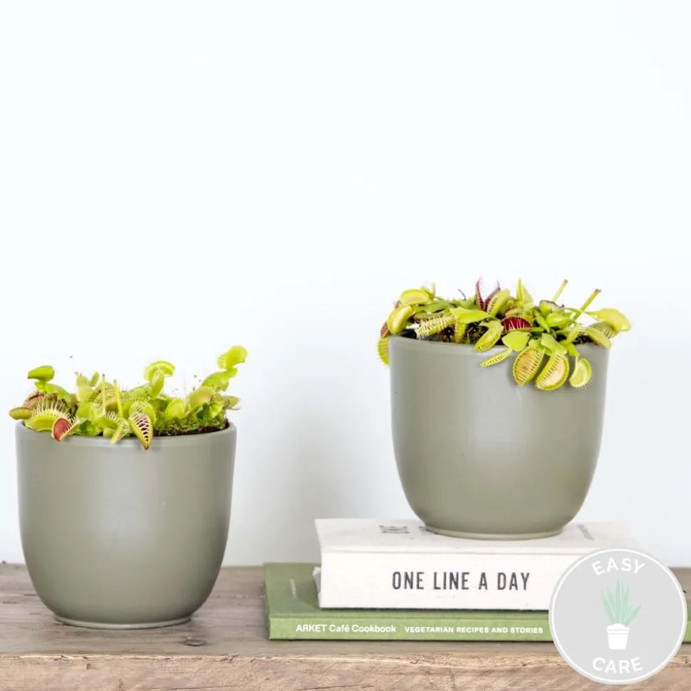 BLOOMIQUE - Lot de 2 - dionaea muscipula - dionée attrape-mouche - 10-15 cm de haut - pot 12 cm