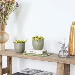 BLOOMIQUE - Lot de 2 - dionaea muscipula - dionée attrape-mouche - 10-15 cm de haut - pot 12 cm