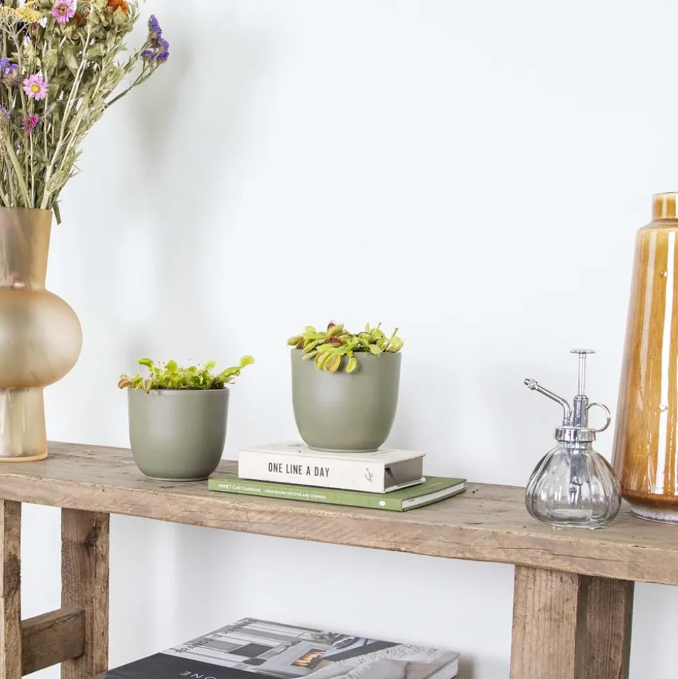 BLOOMIQUE - Lot de 2 - dionaea muscipula - dionée attrape-mouche - 10-15 cm de haut - pot 12 cm