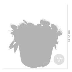 BLOOMIQUE - Lot de 2 - dionaea muscipula - dionée attrape-mouche - 10-15 cm de haut - pot 12 cm