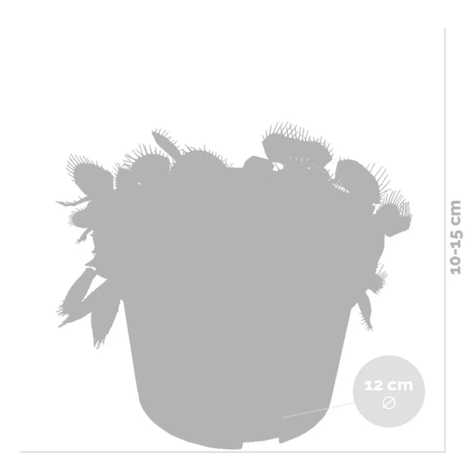 BLOOMIQUE - Lot de 2 - dionaea muscipula - dionée attrape-mouche - 10-15 cm de haut - pot 12 cm